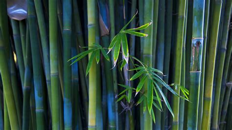 Bamboo Desktop Background