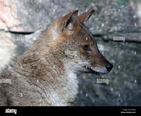 Common Or Golden Jackal Canis Aureus Close Up Of The Head Seen In