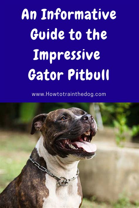 An Informative Guide To The Impressive Gator Pitbull How To Train