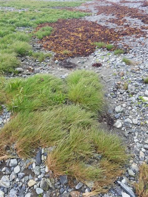 Alaska Alkali Grass Principal Plant Communities Of California Coastal Salt Marsh