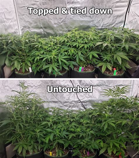 When Does Autoflower Start To Flower Best Flower Site