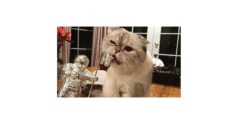 Taylor Swift Talking About Her Cats on Instagram | POPSUGAR Pets