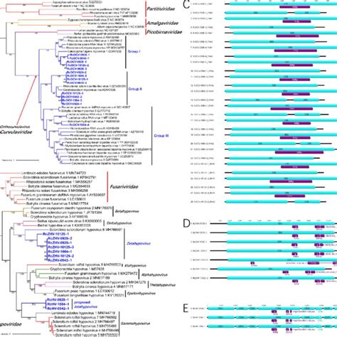 Ml Phylogenetic Trees Based On The Rdrp Regions And Genome Organization