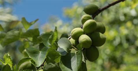 What is Apricot ? How to Plant, Grow, and Harvest Apricots - Gardeners' Magazine