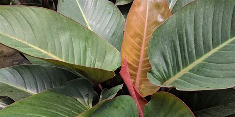 Philodendron Rojo Congo Growth And Care Gfl Outdoors In