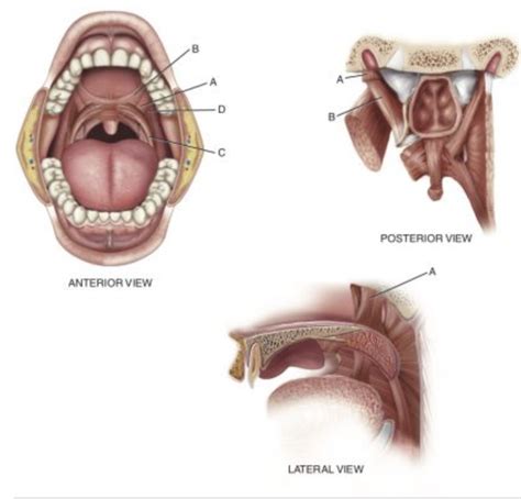 Ch Muscles Of The Soft Palate Diagram Quizlet