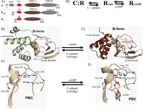 Conformational Dynamics Of The Pka R Subunit And Camp Dependent Download Scientific Diagram