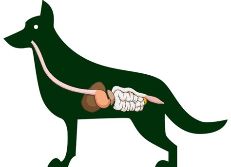 dog digestive system explained  long     dog  digest