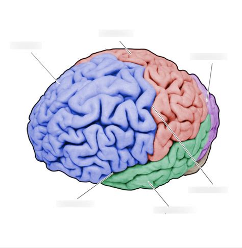 Cerebral Sulci And Gyri Pointers Diagram Quizlet