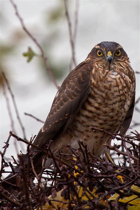 Female Sparrowhawk On My Garden Hedge My Garden Sees About Flickr