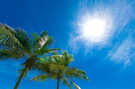 Premium Photo Coconut Palm Trees Beautiful Tropical Background