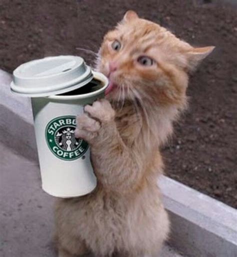 Cat Drinking Coffee Cat Drinking Coffee Humor Cat Coffee