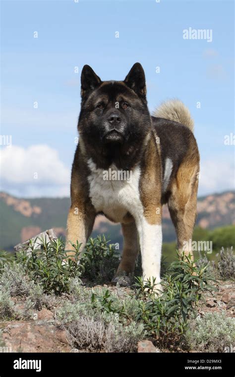 Dog American Akita Great Japanese Dog Adult Standing Stock Photo Alamy