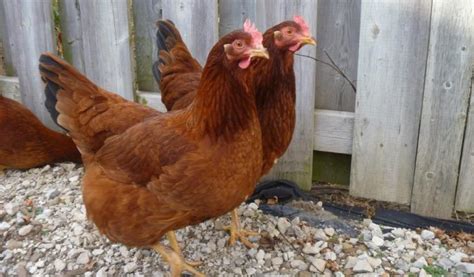 Top 10 Jumbo And Extra Large Egg Laying Chicken Breeds