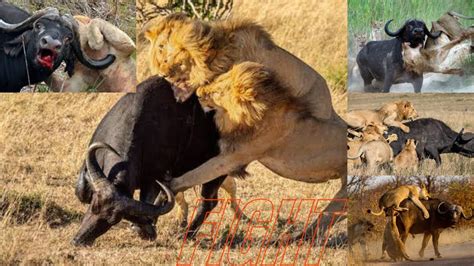 Lion Vs Buffalo Buffalo Vs Lion And Tiger Wild Documentary Wildlife