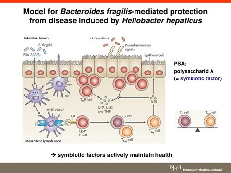 Ppt The Gut Microbiota Shapes Intestinal Immune Response During