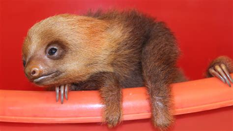 Baby sloth born at Texas zoo needs name