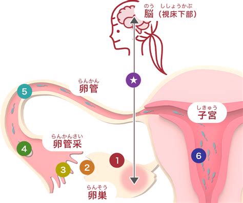 知っておきたい！妊娠のしくみ ロート製薬 商品情報サイト