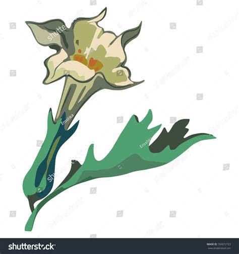 Isolated Vector Illustration Datura Flower Flat Stock Vector Royalty