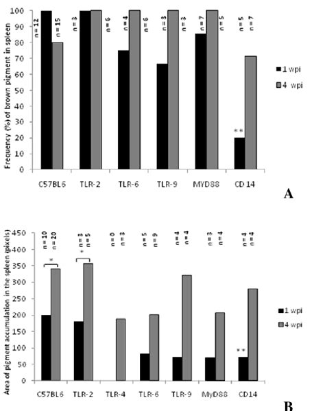 PDF Acute And Chronic Histopathologic Changes In Wild TypeTLR 2