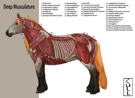 Equine Anatomy Deep Musculature By Cullishere On Deviantart