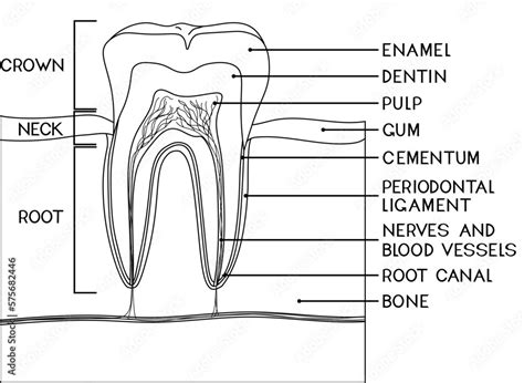 Molar Maxillary Second Third Surfaces Mandibular Figure Dental1 Tpub