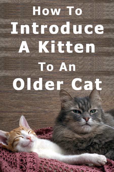 How To Introduce A Kitten To An Older Cat Thecatsite