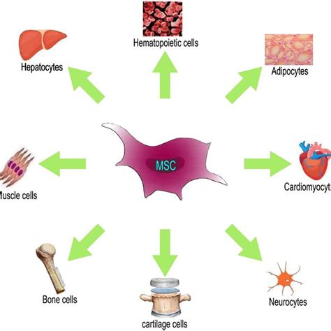 The Multidirectional Differentiation Potential Of Mscs Mscs Can Download Scientific Diagram