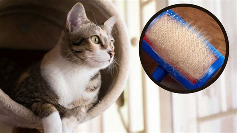 El truco infalible para quitar pelos de gato de la ropa y el sofá Ser Zen