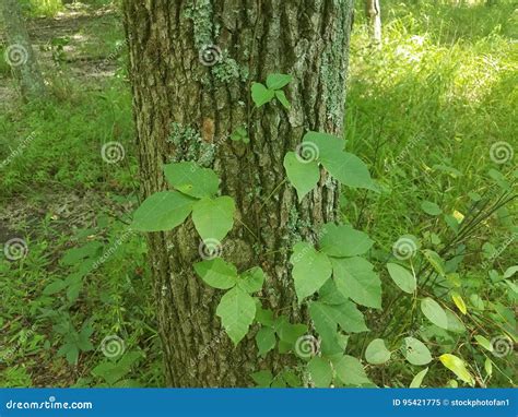 Poison Ivy Growing Up A Tree Stock Image Image Of Bark Tree 95421775