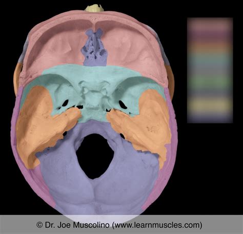 Floor Of Cranial Cavity Diagram Quizlet