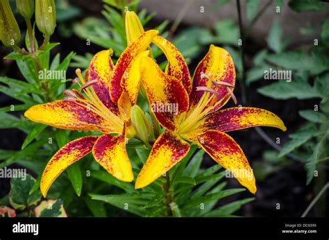 Yellow and Red Lily Stock Photo - Alamy