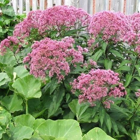 Sadziec Plamisty Atropurpureum Eupatorium Maculatum ALBAMAR