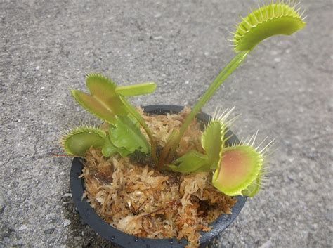 Buy Large Sized Pinnacle Giant Venus Flytrap Fly Trap Dionaea