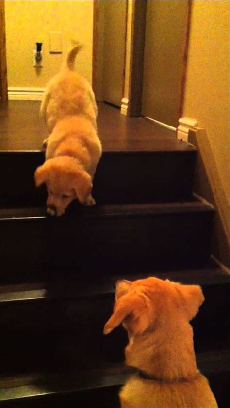 Puppy Teaching Puppy To Go Down Stairs So Cute Original Video