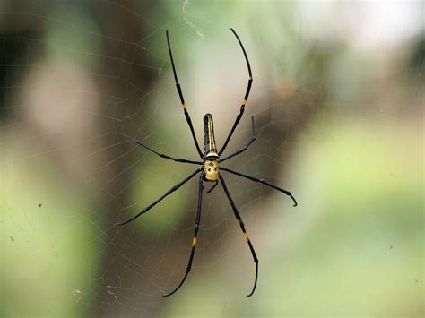 Giant Golden Orbweaver Wildlife Of Goodearth Malhar Bangalore