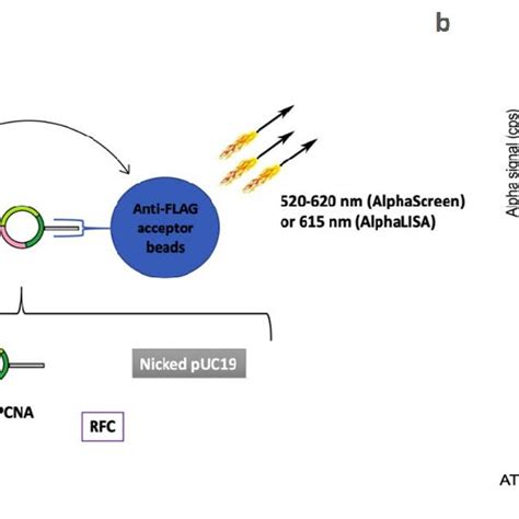 Diagram Of The Alpha Assays For A Pcna Ubiquitination B Download Scientific Diagram