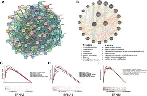 Frontiers A Comprehensive Prognostic And Immunological Analysis Of