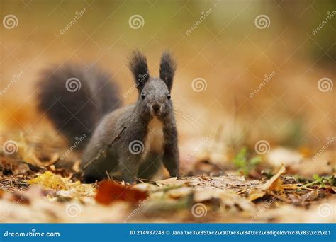 Wild Nature Cute Red Squirrel With Long Pointed Ears In Autumn Scene