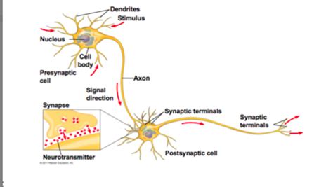 Neurons Synapses And Signaling Flashcards Quizlet