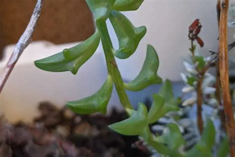 'String Of Dolphins' Senecio Peregrinus: A Comprehensive Succulent Care ...