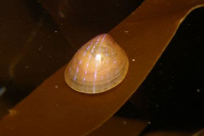 Fotogalerie Geh Useschnecken Unterwasser Welt Nordsee