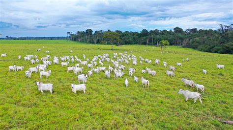 Projetos Voltados Para Pecuária Sustentável São Destaques Na 54ª