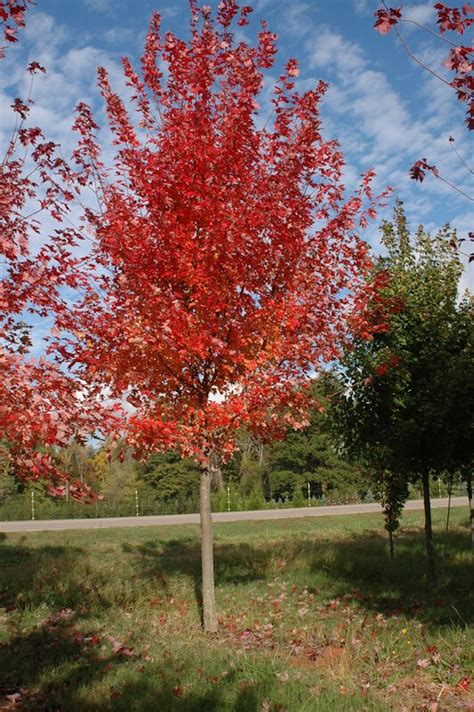 Autumn Blaze® Shade Trees Mcmakin Farms