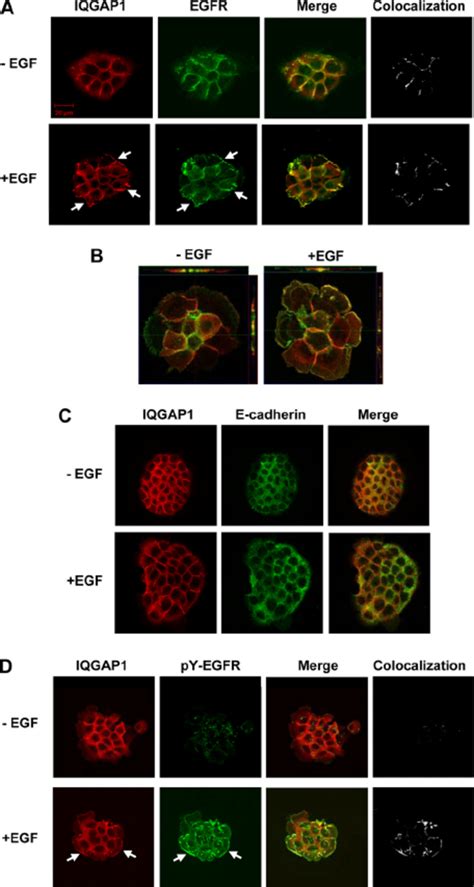 EGFR Colocalizes With IQGAP1 In Cells A431 Cells Were Plated On Poly