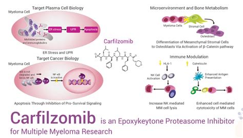 Carfilzomib Is An Epoxykeytone Proteasome Inhibitor For Multiple