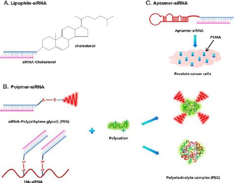 Schematic Diagrams Of Sirna Conjugate System A Cholesterol Sirna