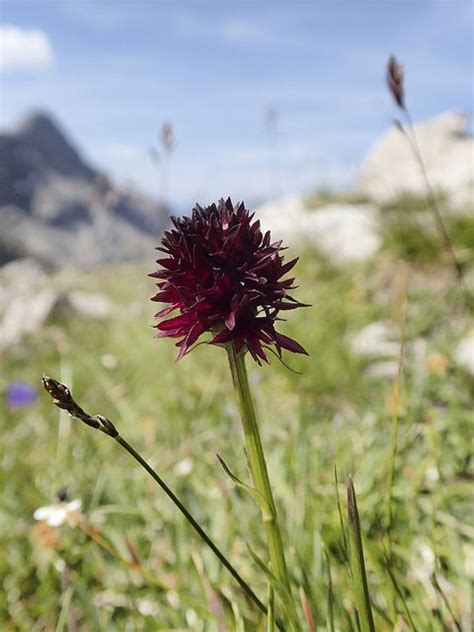 Nigritella Nigra Schwarzes Kohlr Schen Hochrappenkopf Tag