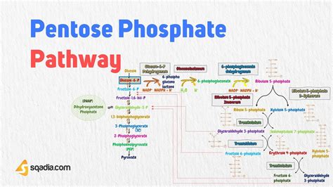 Pentose Phosphate Pathway