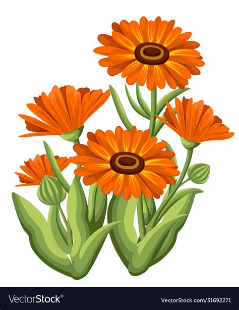 Calendula Flowers On White Background Medicinal Vector Image